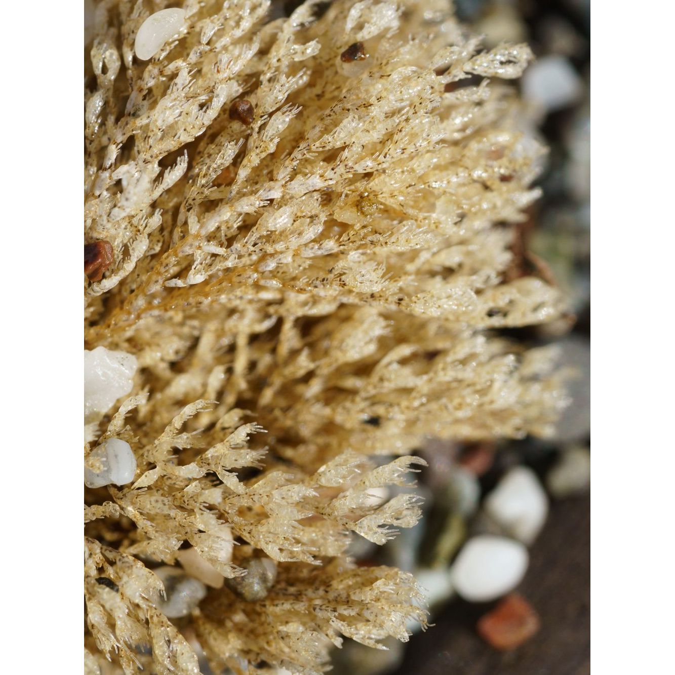 Flourish Nourish Sea Moss Gel 500g
