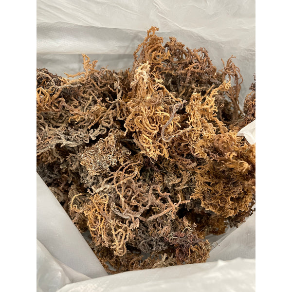X1 100g Dried St Lucia Sea Moss
